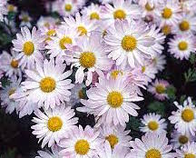 Chrysanthemum-Venus 3C