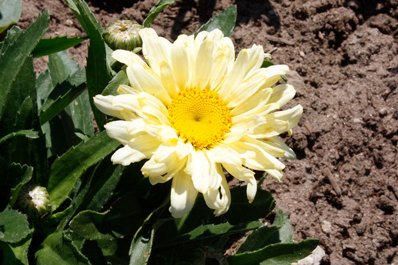 Leucanthemum-Banana Cream II 1C