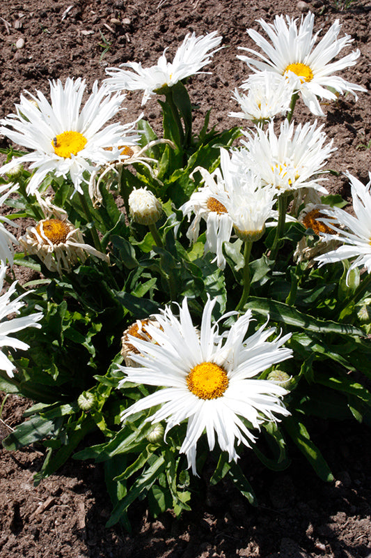 Leucanthemum-Spun Silk 1C