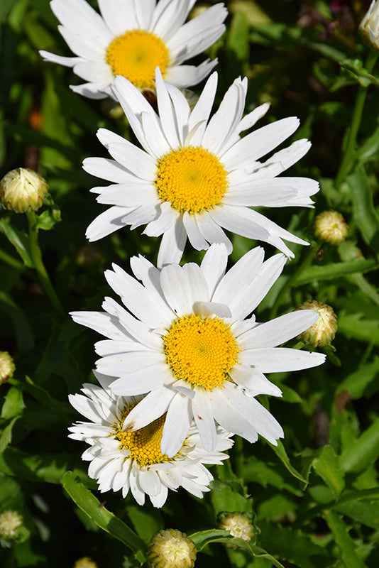 Leucanthemum-Madonna 1C