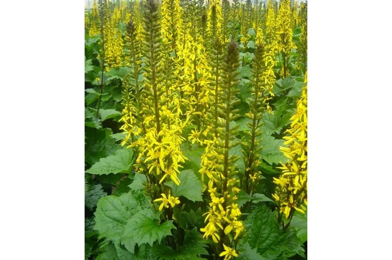 Ligularia-The Rocket 1C
