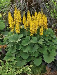 Ligularia-Bottle Rocket 1C