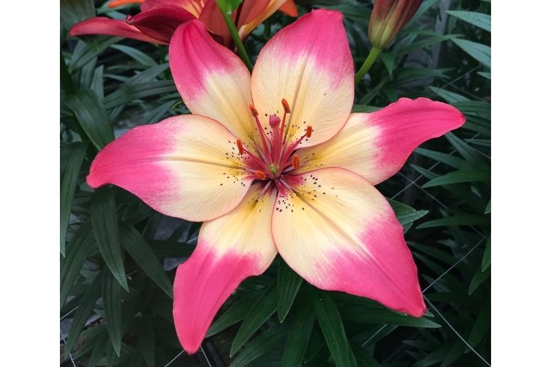 red heart tiger lily Lilium-Heartstrings 1C – Country Arbors Nursery