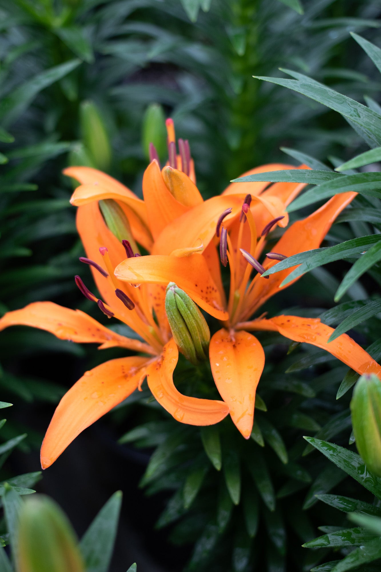 Lilium-Looks Tiny Invader 1C