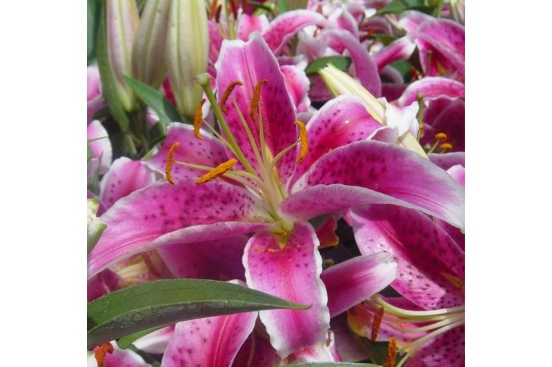 Lilium-Stargazer 1C