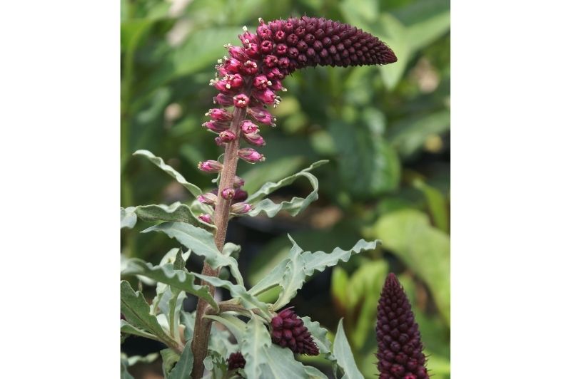 Lysimachia-Beaujolais 1C