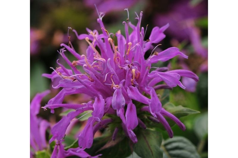 monarda didyma balmy purple perennial plant 6 x 9cm pots Monarda-Balmy Lilac 1C