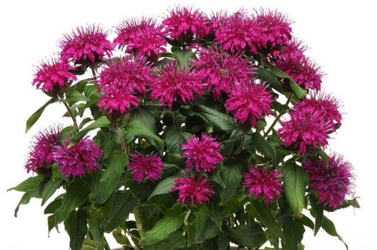 Monarda-Balmy Purple 1C