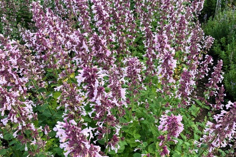 Nepeta-Whispurr Pink 1C