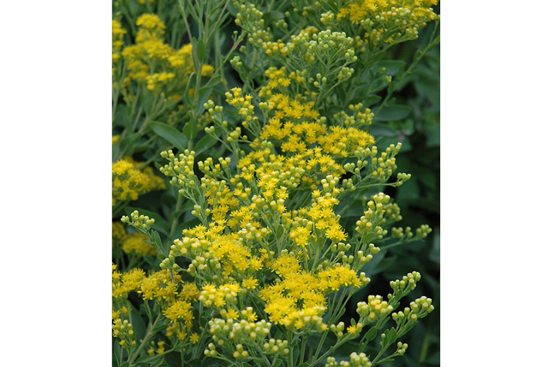 Oligoneuron-Rigidum 1C