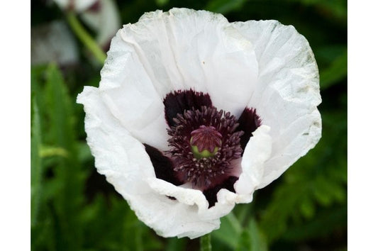 Papaver-Royal Wedding 1C