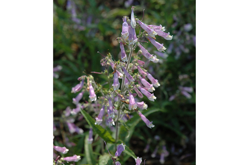Penstemon-Hirsutus 1C