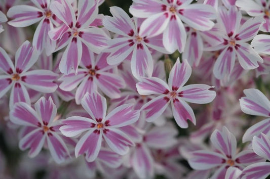 Phlox-Candy Stripe 1C