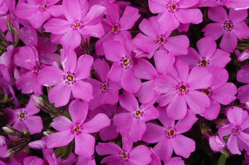 Phlox-Emerald Pink 1C
