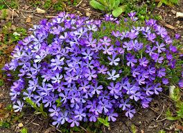 Phlox-Violet Pinwheels 1C