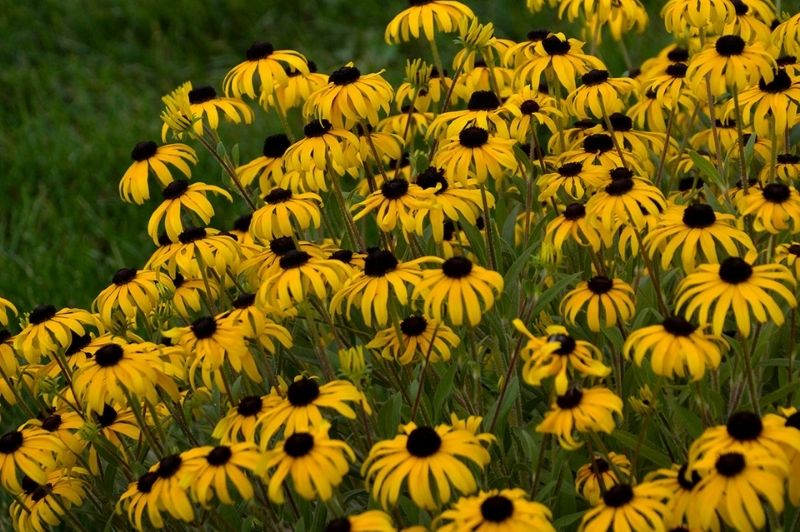 Rudbeckia-American Gold Rush 1C
