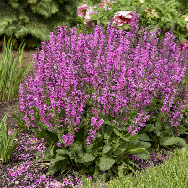 Salvia-Moulin Rouge 1C