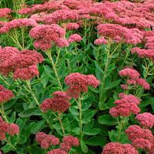 Sedum-Autumn Joy 1C