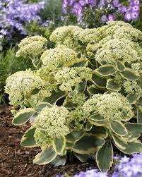 Sedum-Frosted Fire 1C