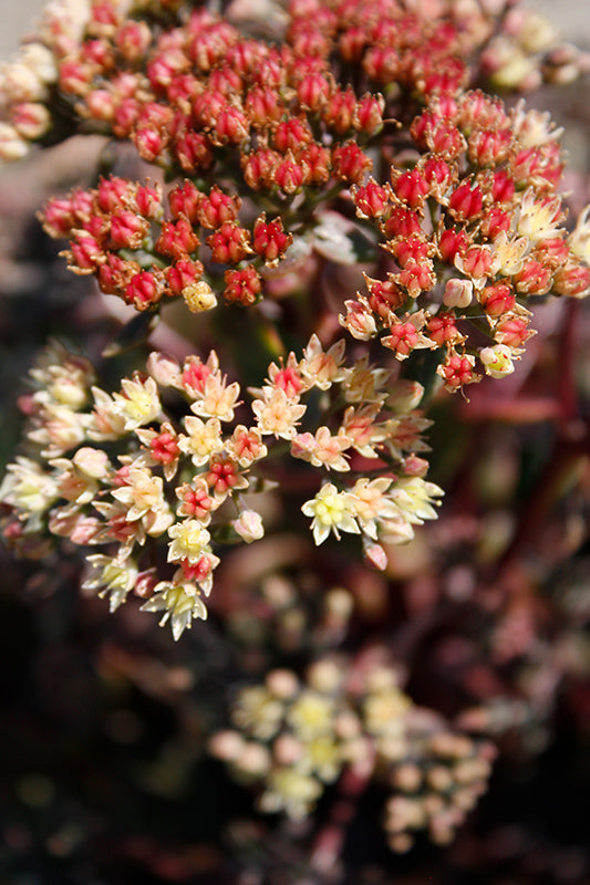 succulent with peach flowers Sedum-Peach Pearls 1C – Country Arbors Nursery