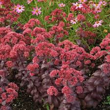Sedum-Desert Red 1C