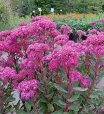 Sedum-Carl 1C