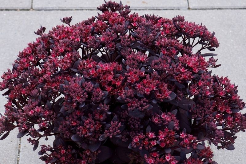 black radiance succulent plum Sedum-SunSparkler Plum Dazzled 1C – Country Arbors Nursery