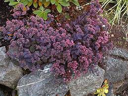 Sedum-Vera Jamison 1C