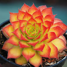 Sempervivum-Chick Charms Gold Nugget 1C