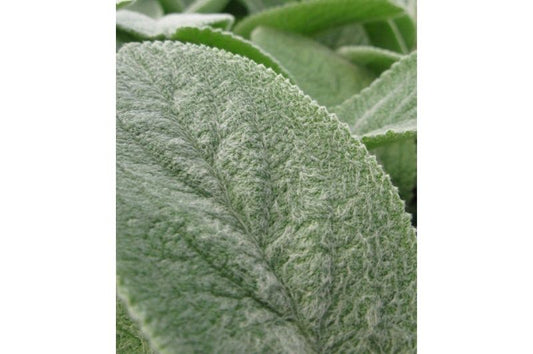 Stachys-Helen Von Stein 1C