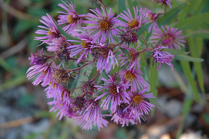 Aster-Native New England 1C