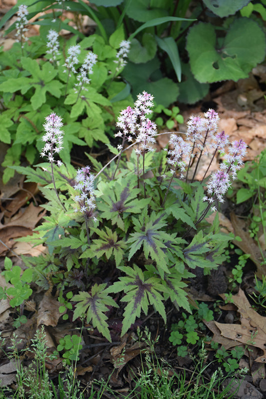 Tiarella-Cutting Edge 1C
