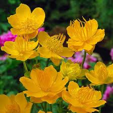 Trollius-Golden Queen 1C