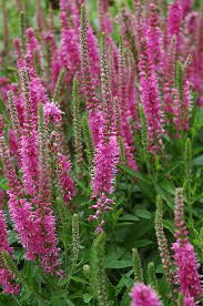 Veronica-Red Fox 1C
