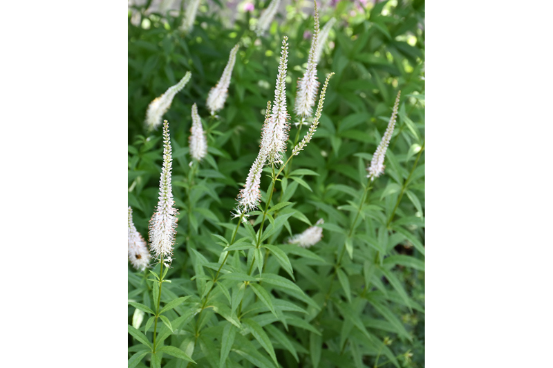 Veronicastrum-Culver's Root 1C