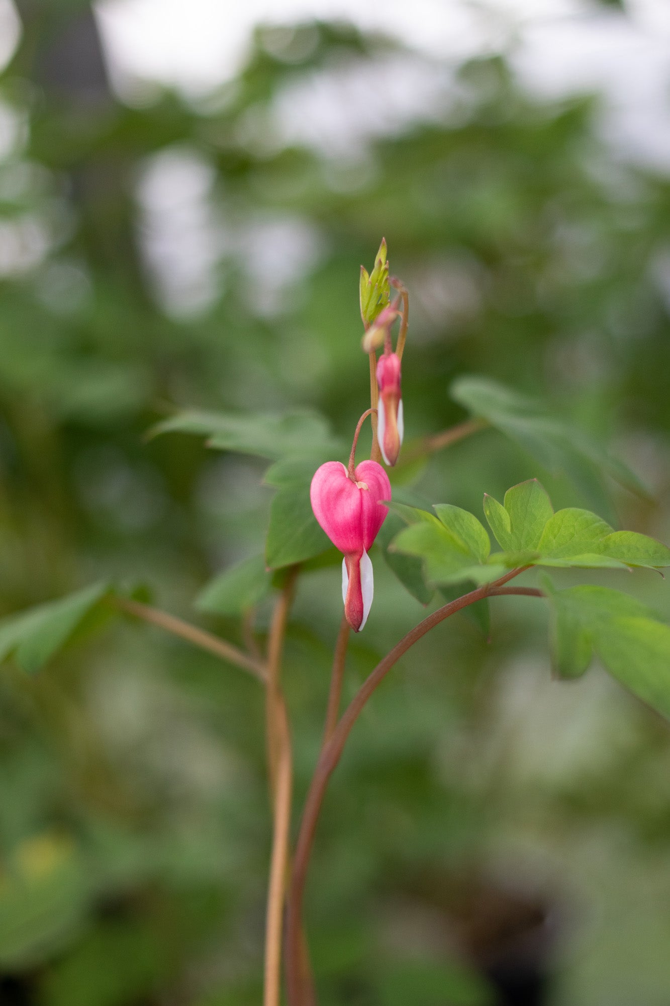 Dicentra-Spectabilis 1C