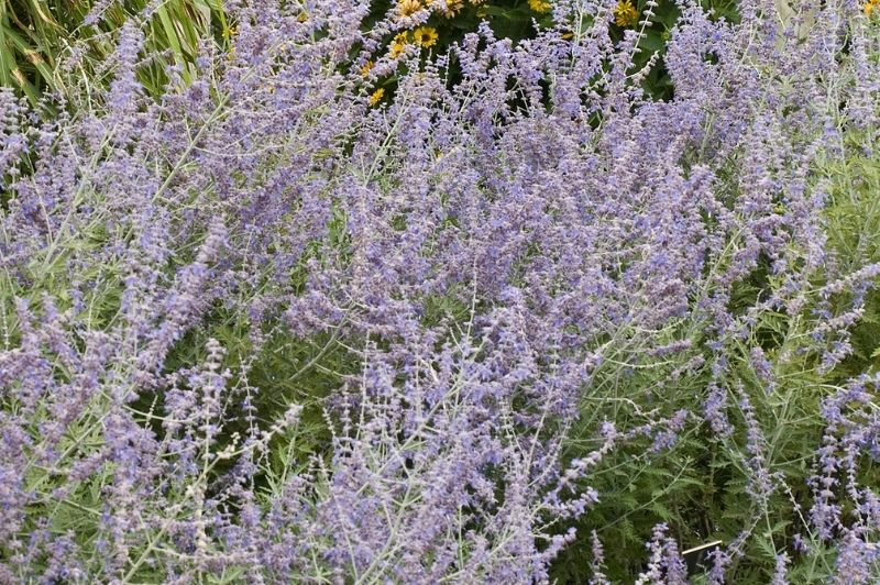 Perovskia-Atriplicifolia 1C