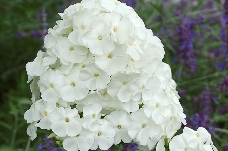 Phlox-David 1C
