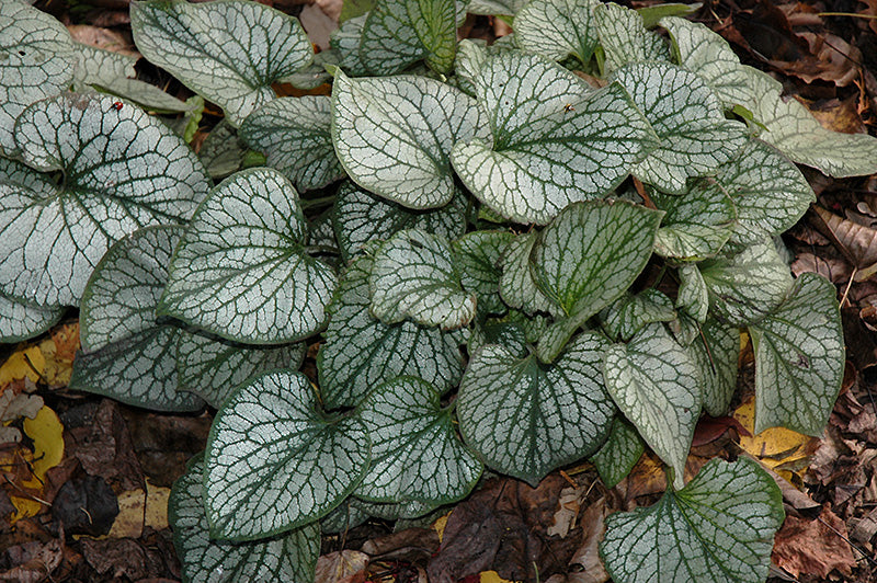 Brunnera-Jack Frost 1C