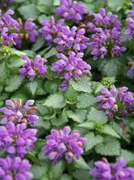 Lamium-Orchid Frost 1C