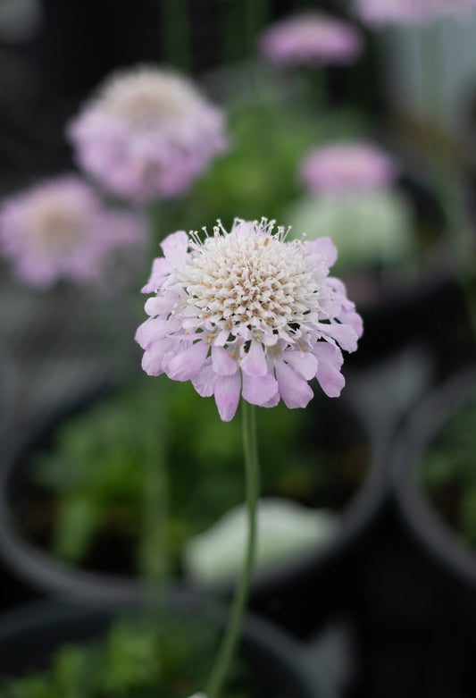 Scabiosa-Pink Mist 1C