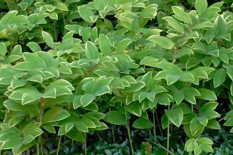 Polygonatum-Variegatum 1C