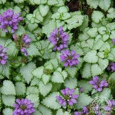 Lamium-Purple Dragon 1C