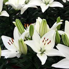 tiny white lilies Lilium-Looks Tiny Crystal 1C – Country Arbors Nursery