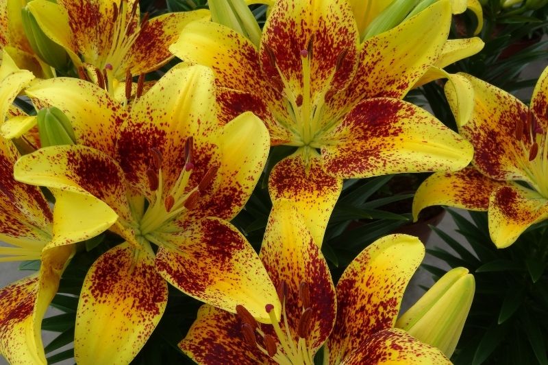 Lilium-Tiny Nugget 1C