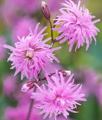 Lychnis-Petite Jenny 1C