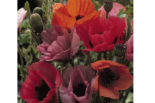 Papaver-Fruit Punch 1C
