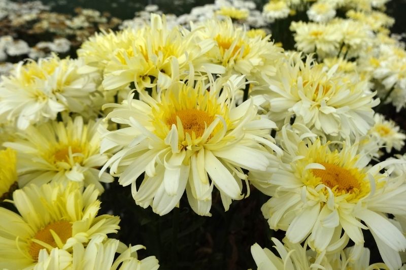 Leucanthemum-Real Charmer 1C