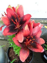 Lilium-Looks Tiny Shadow 1C