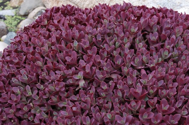 Sedum-SunSparkler Firecracker 1C